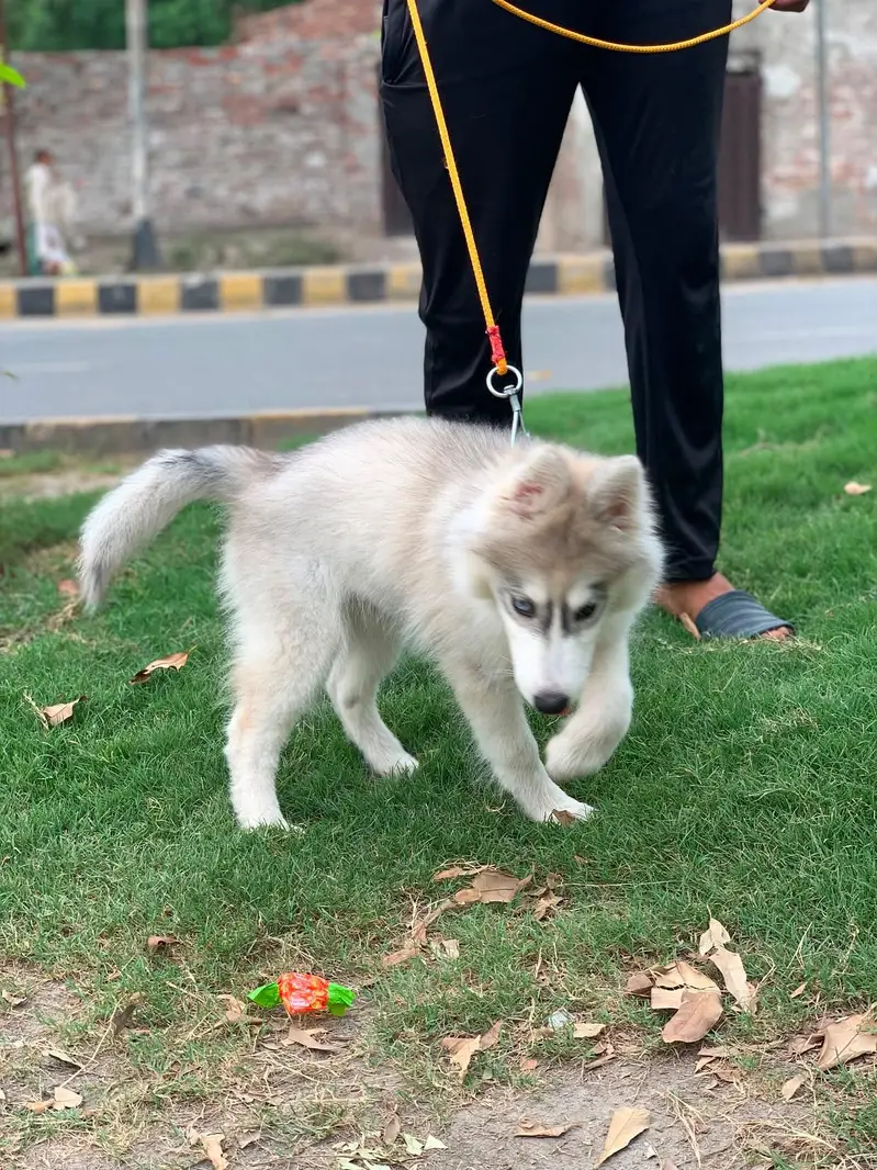 fully healthy and active husky female age 2.5 months double coat puppy — photo 9