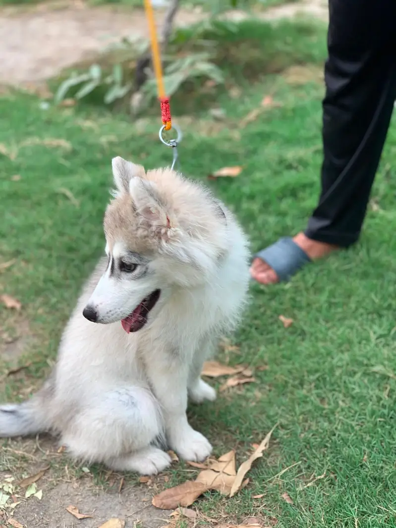 fully healthy and active husky female age 2.5 months double coat puppy — photo 10