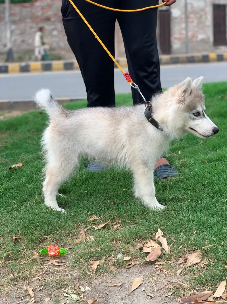 fully healthy and active husky female age 2.5 months double coat puppy — photo 11