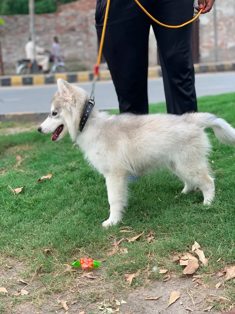 fully healthy and active husky female age 2.5 months double coat puppy — photo 12
