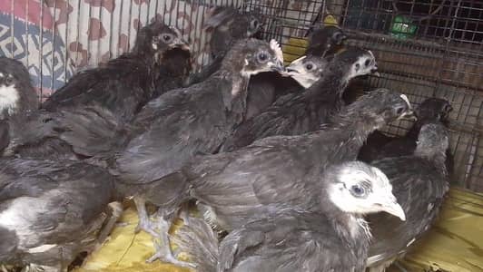 austroplo chick30to  45days old active and health