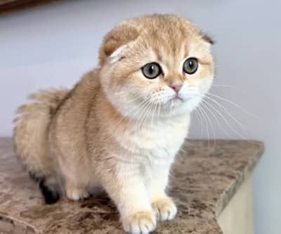 Scottish Fold Kitten