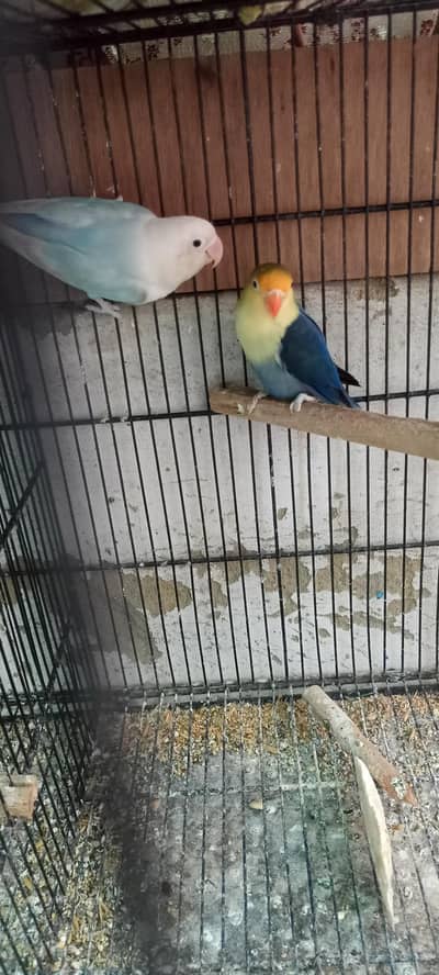 Parblue, Decino Albino etc