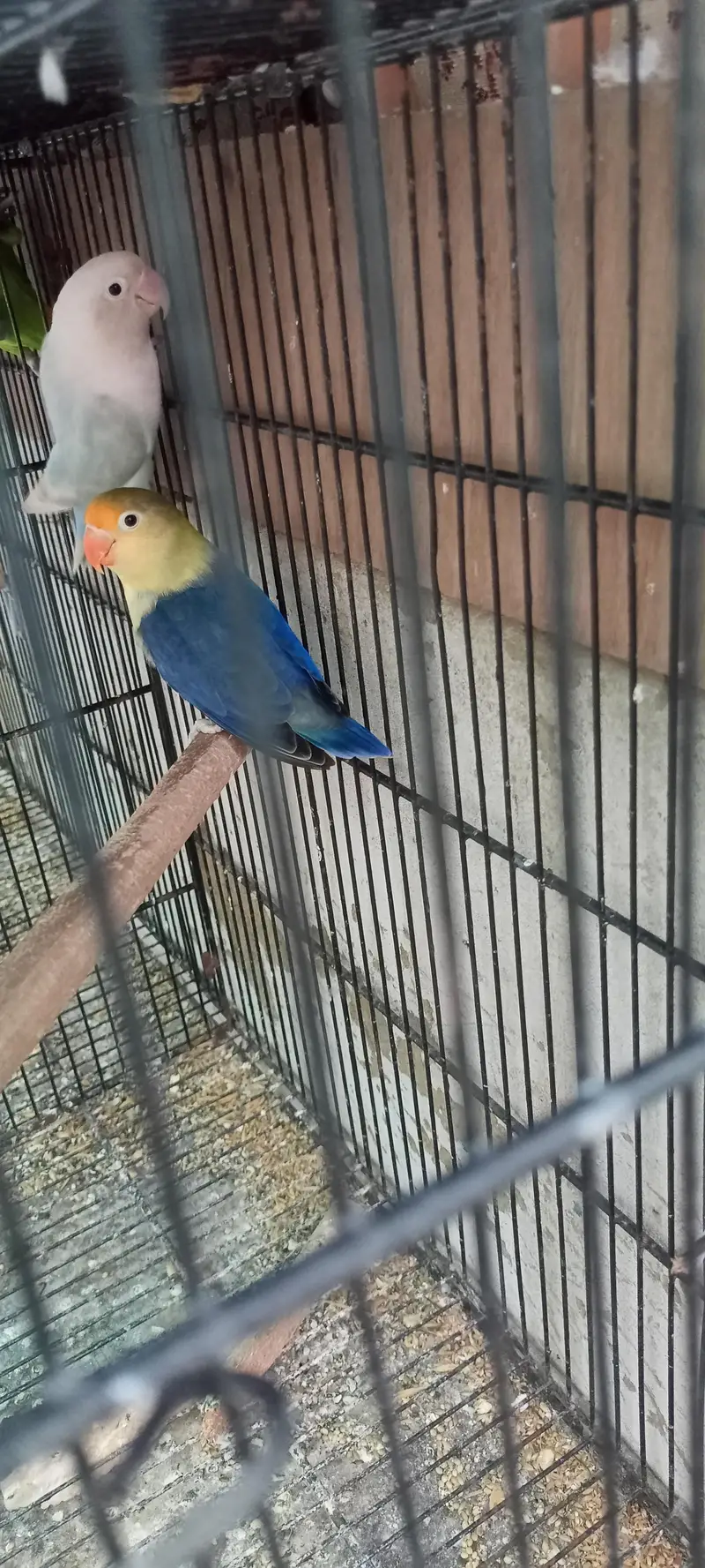 Parblue, Decino Albino etc — photo 2