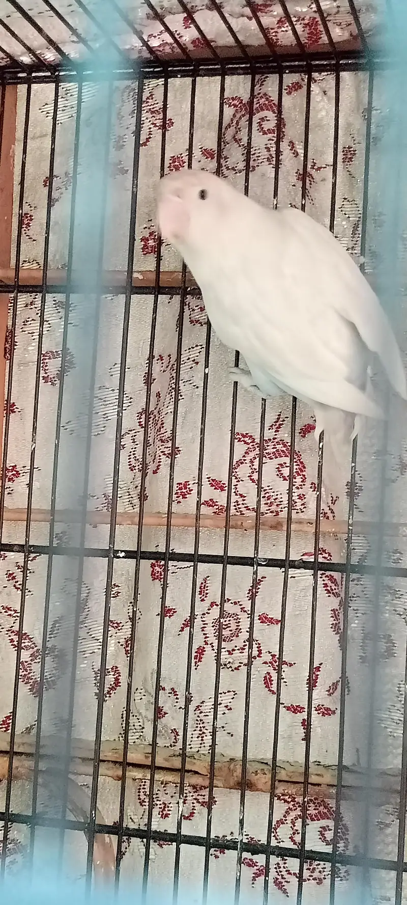 Parblue, Decino Albino etc — photo 7