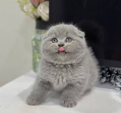 Scottish Fold Kittens Available