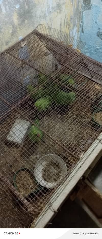 Beautiful & Healthy Green Ringneck (patthay)  6 Months Old