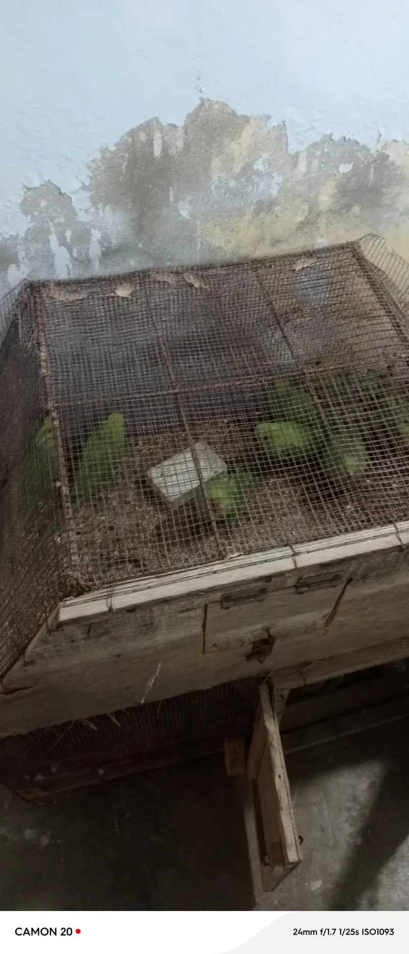 Beautiful & Healthy Green Ringneck (patthay)  6 Months Old — photo 2