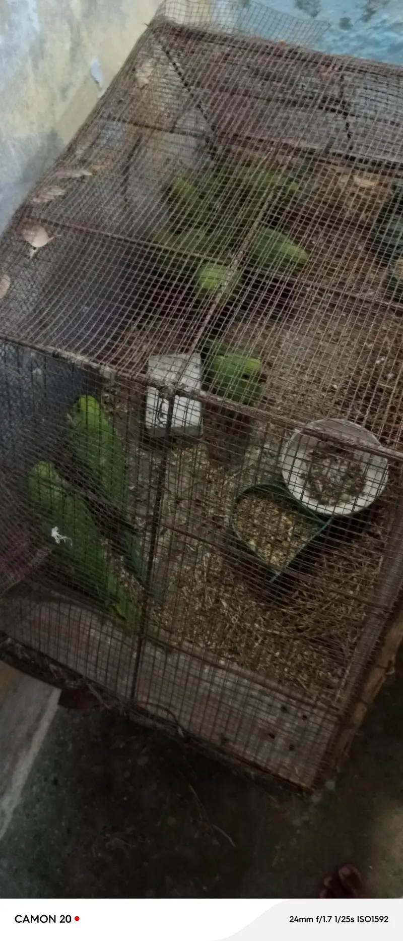 Beautiful & Healthy Green Ringneck (patthay)  6 Months Old — photo 3
