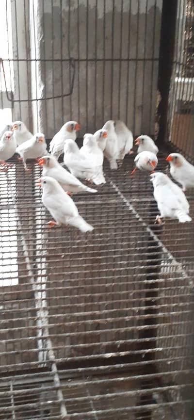 White finch