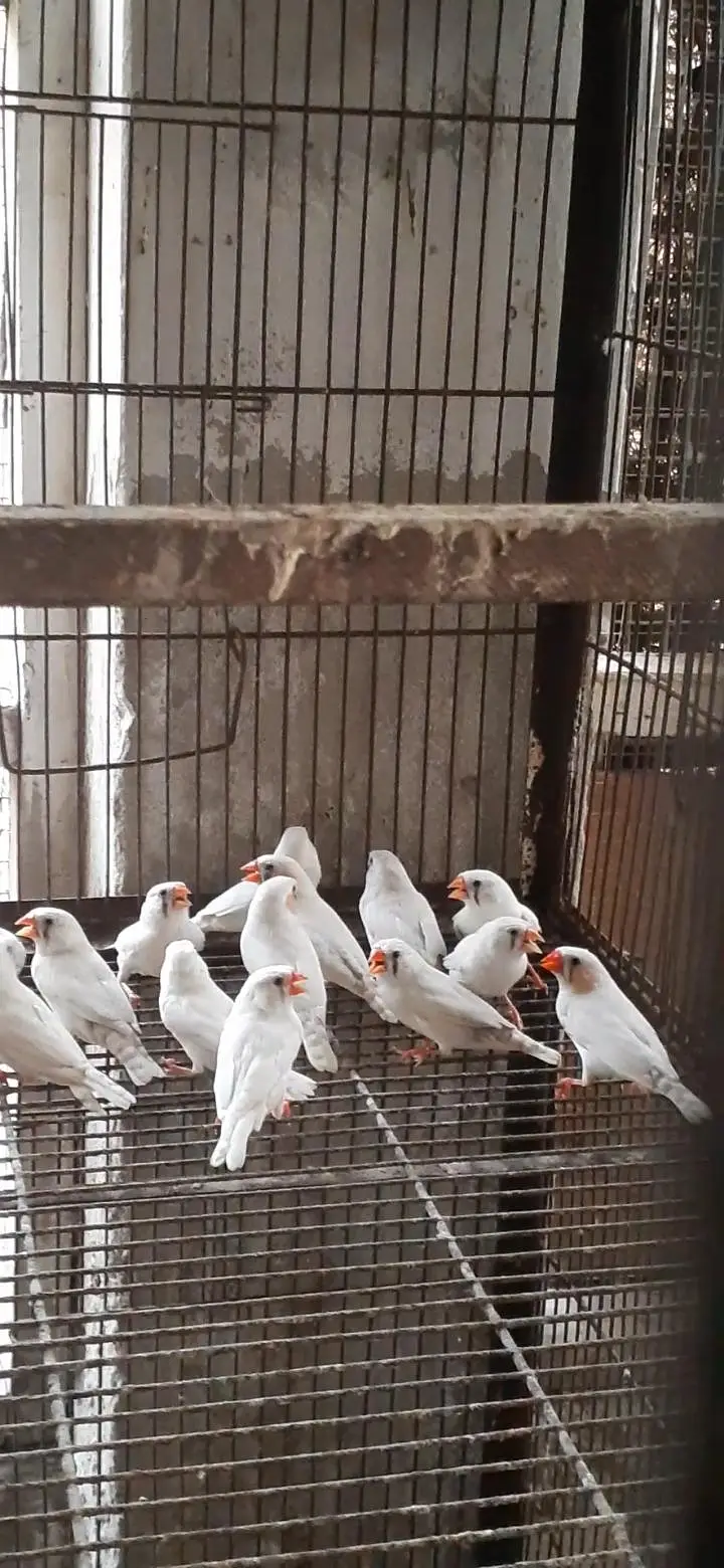 White finch — photo 2