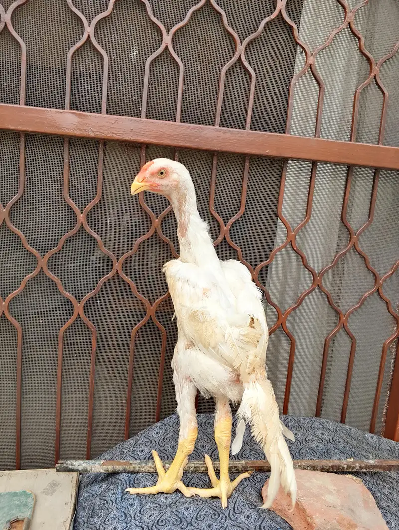 aseel Shamo height quality — photo 3