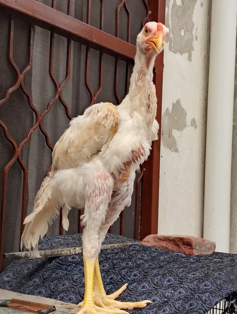 aseel Shamo height quality — photo 4