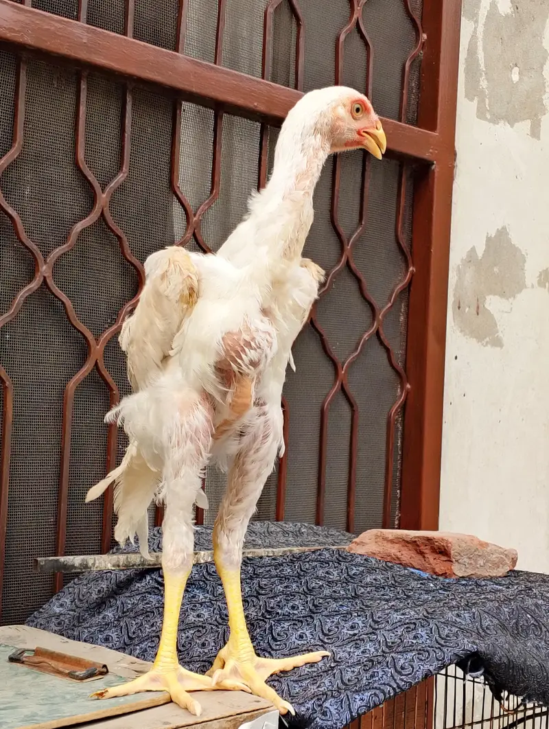 aseel Shamo height quality — photo 6