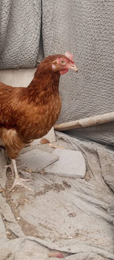 golden mesri hen