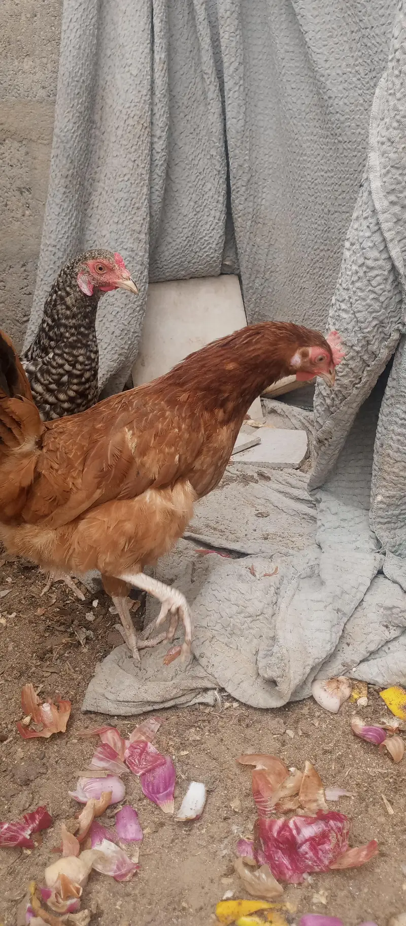 golden mesri hen — photo 2