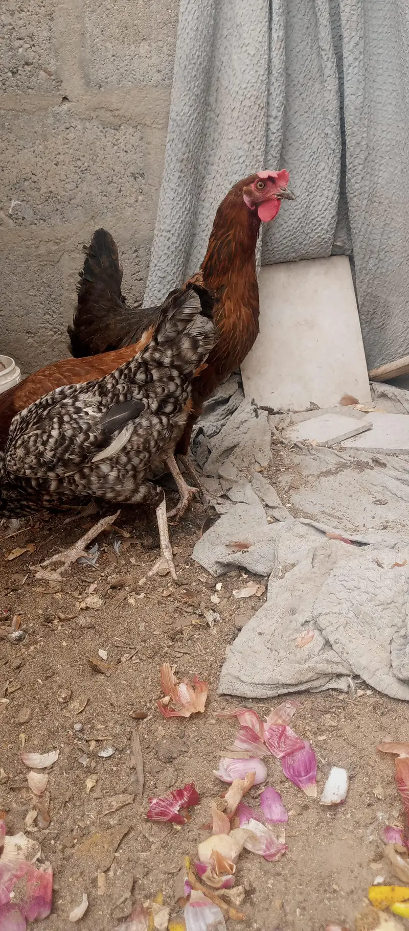 golden mesri hen — photo 3