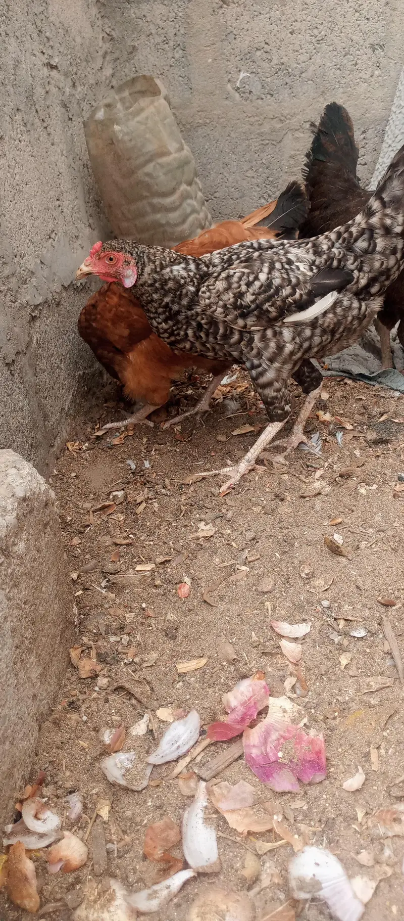 golden mesri hen — photo 4