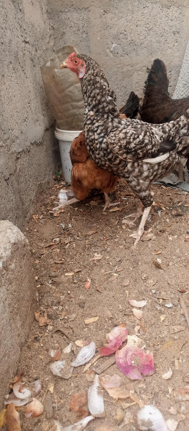 golden mesri hen — photo 5