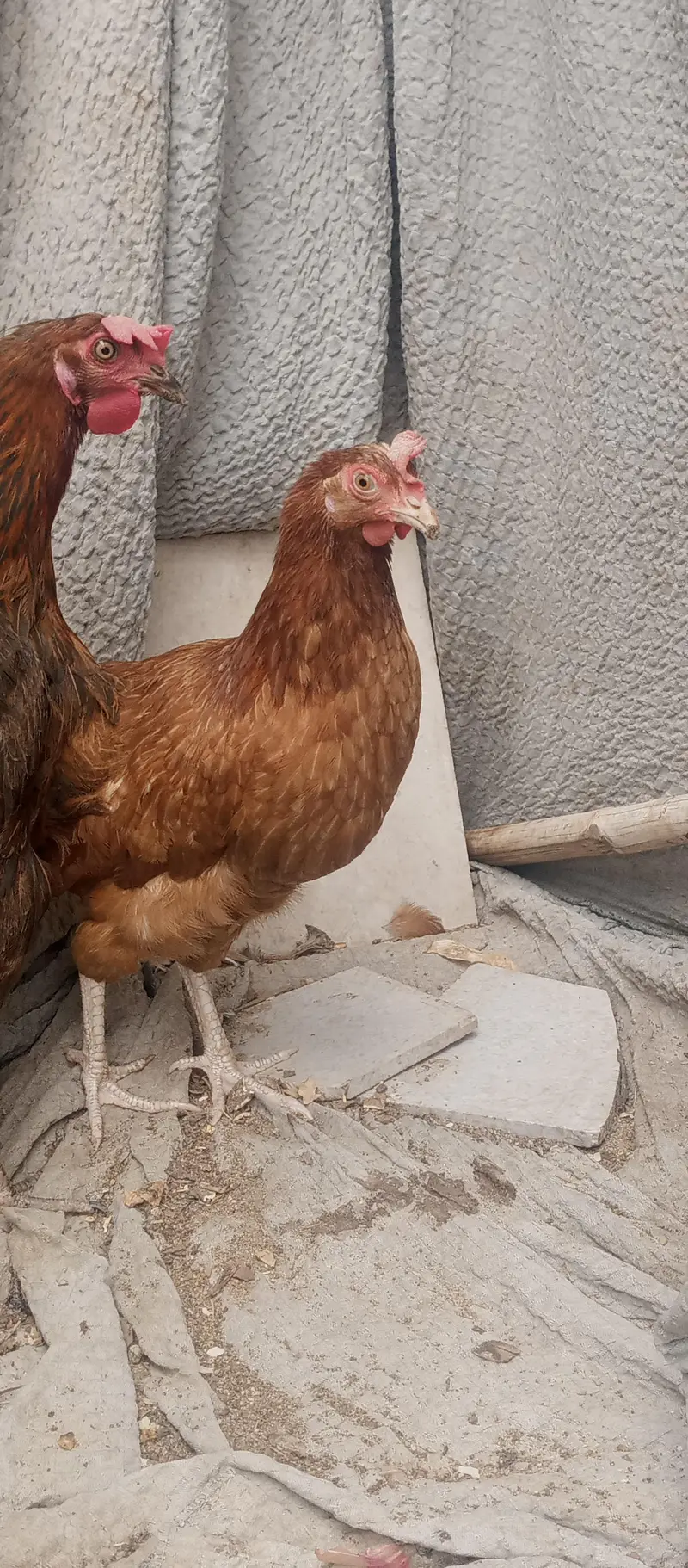 golden mesri hen — photo 6