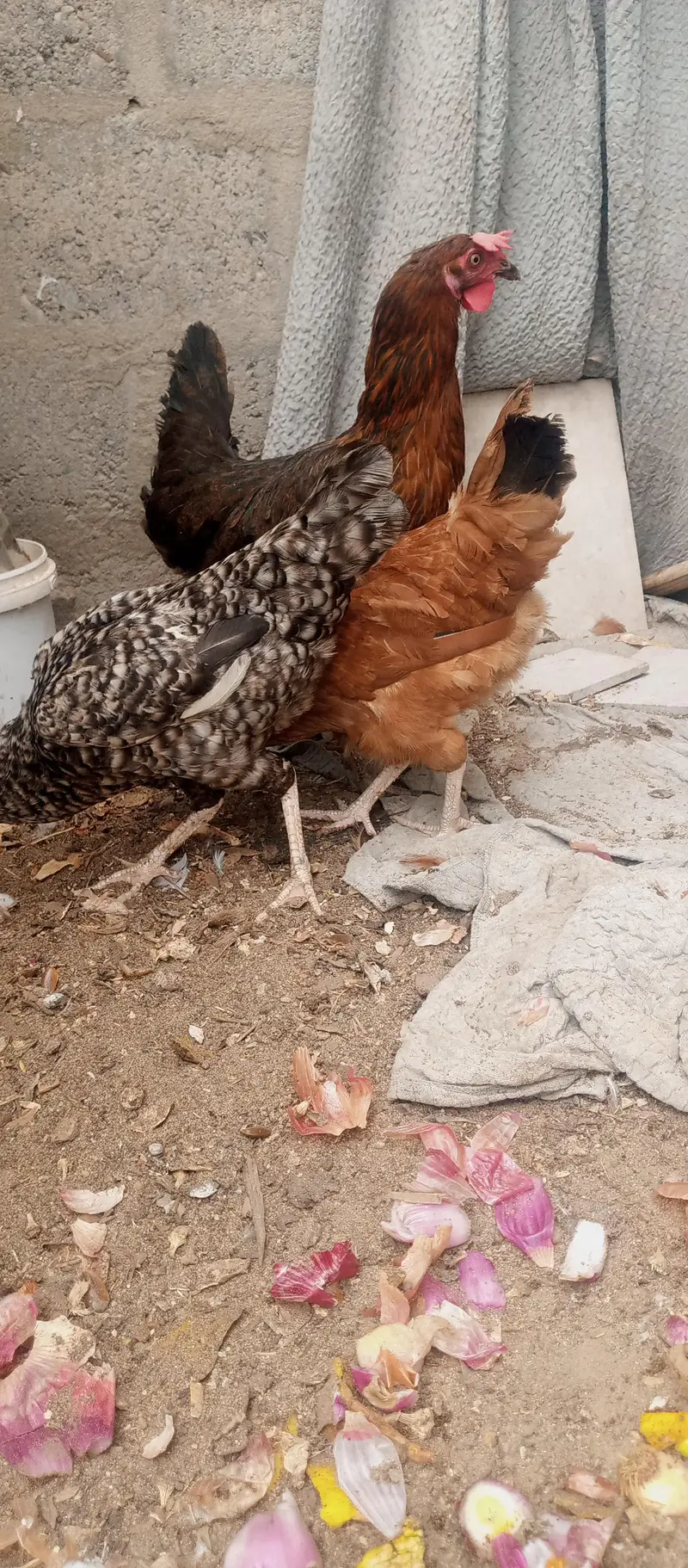 golden mesri hen — photo 7