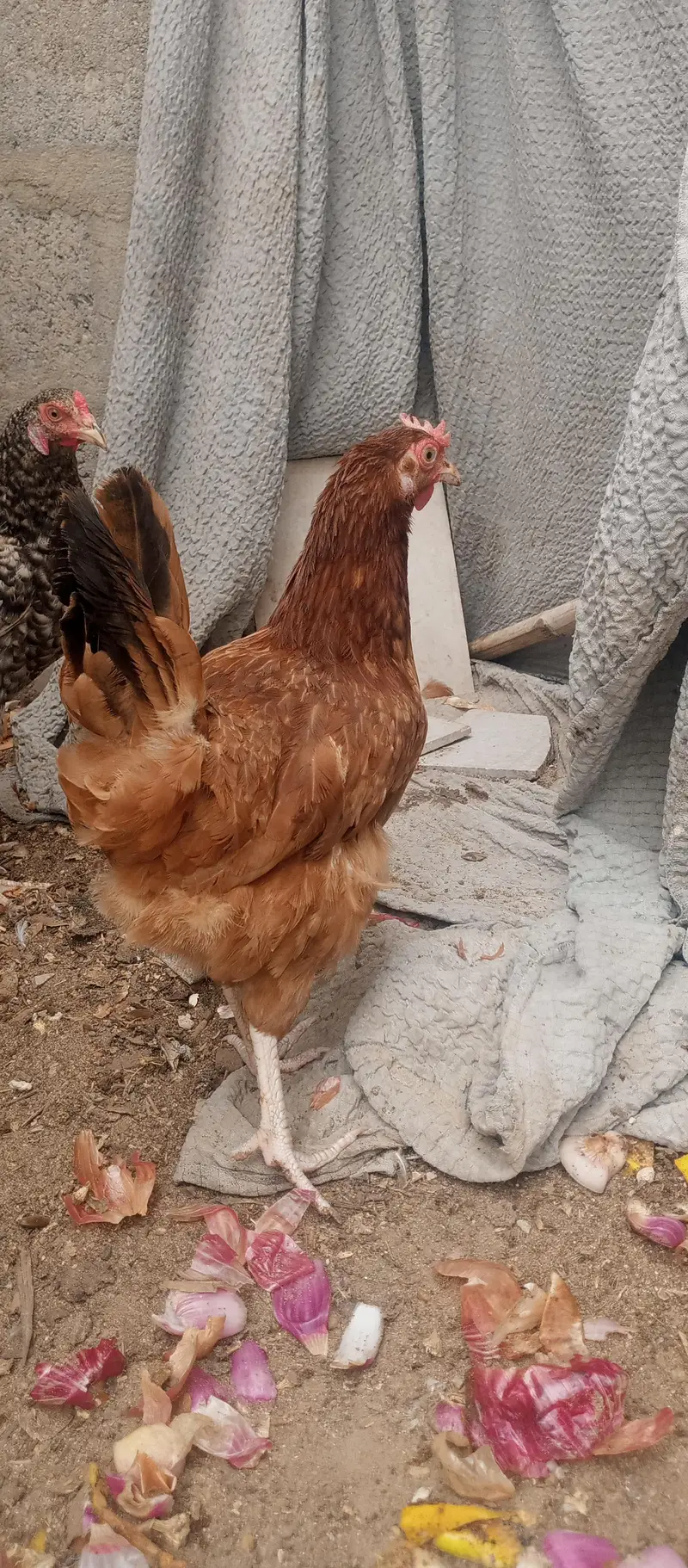 golden mesri hen — photo 8