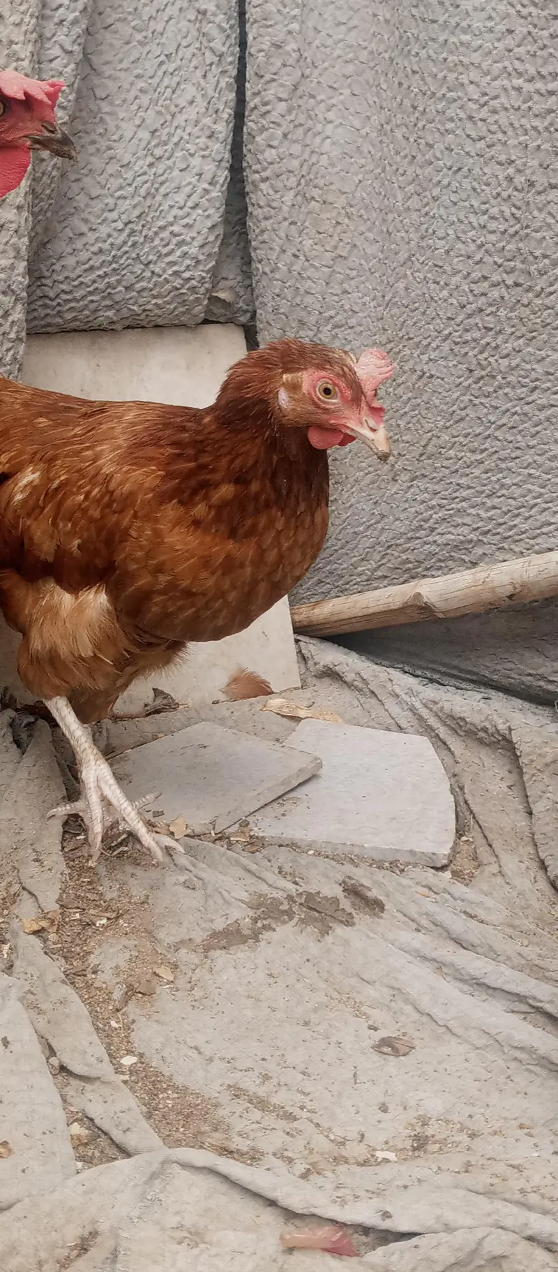 golden mesri hen — photo 9
