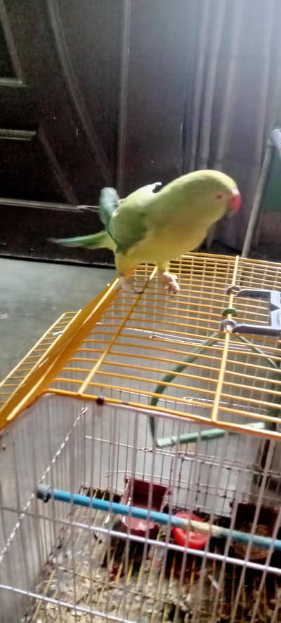 kashmiri parrot