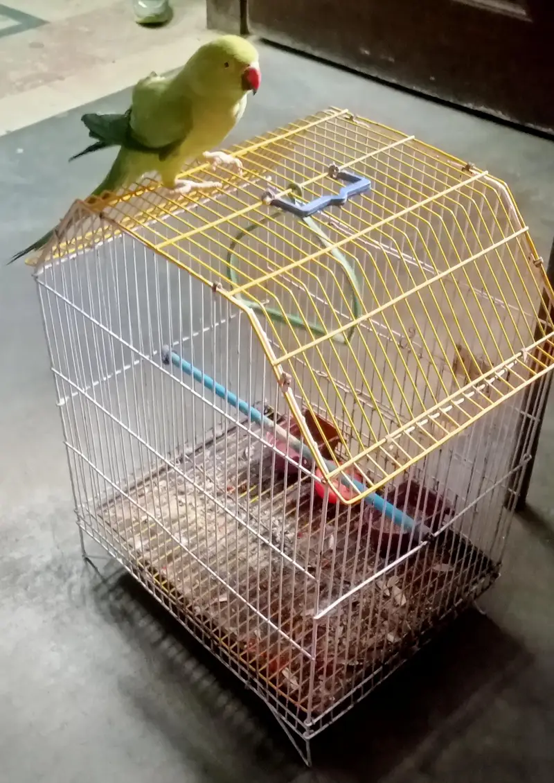 kashmiri parrot — photo 2