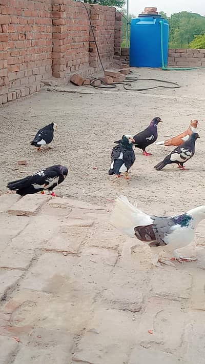 vip kabotr hy lary huy hy