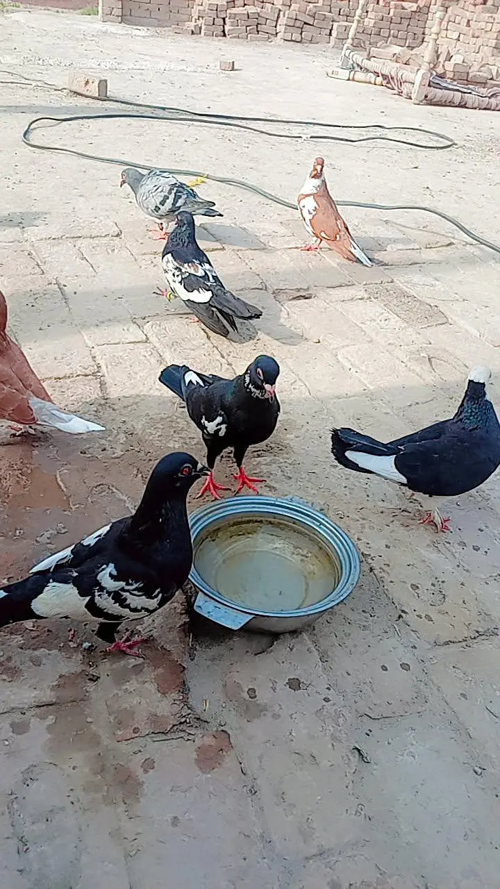 vip kabotr hy lary huy hy — photo 3
