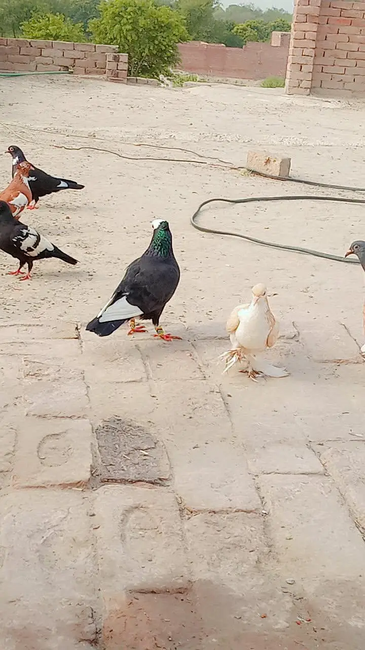 vip kabotr hy lary huy hy — photo 5