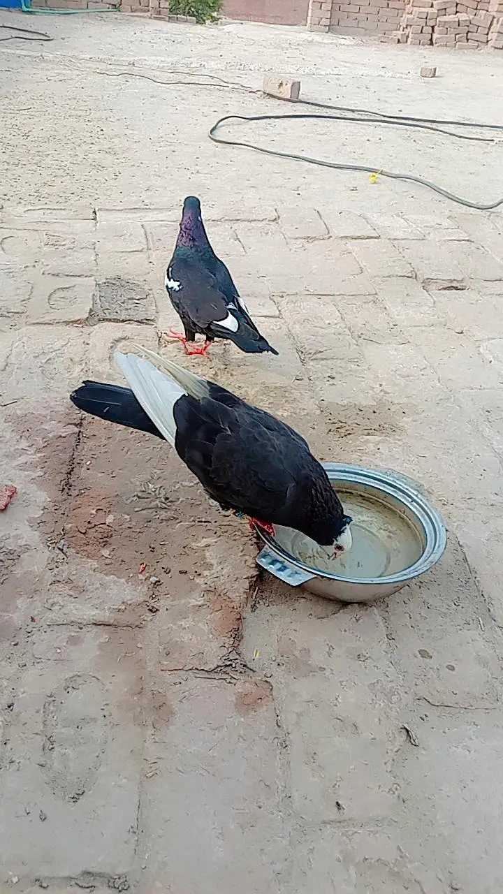 vip kabotr hy lary huy hy — photo 7