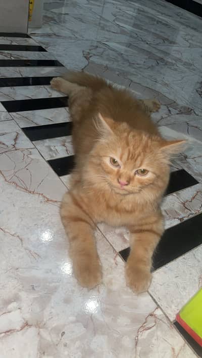 Ginger clr female kitten