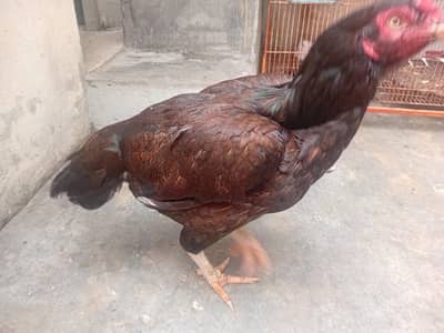 aseel hen
