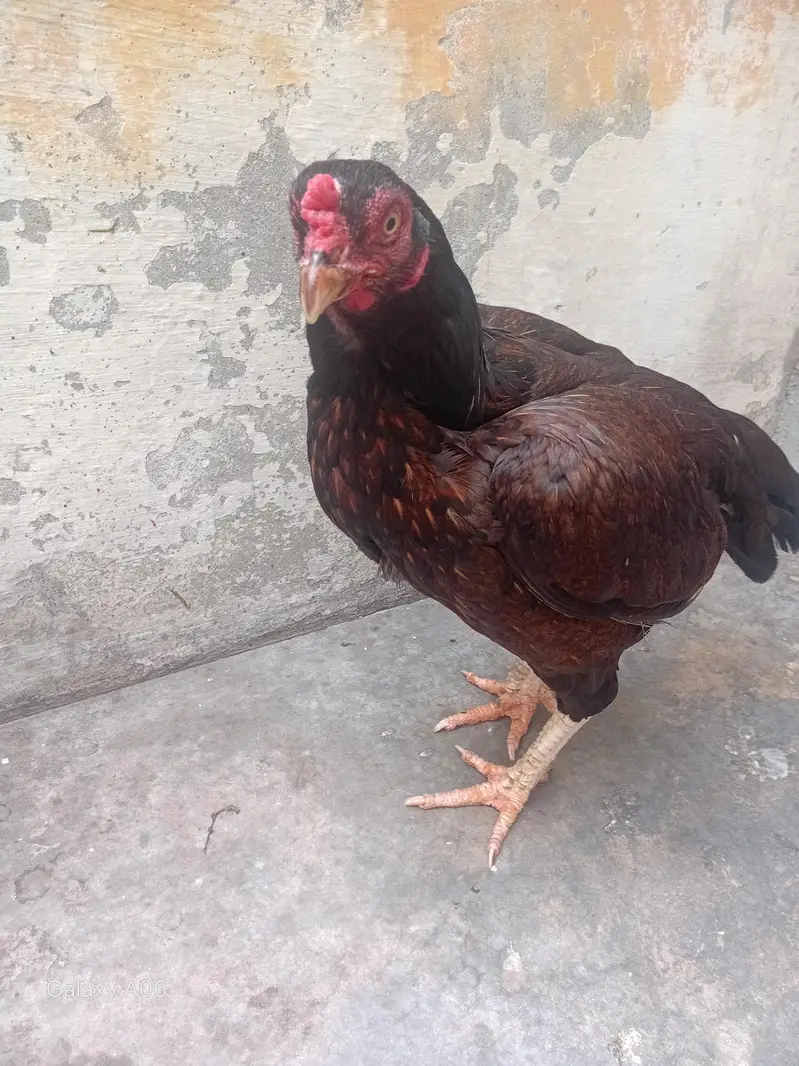 aseel hen — photo 2