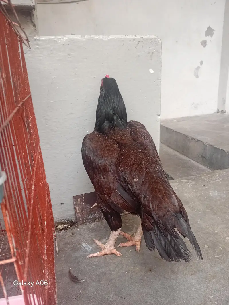 aseel hen — photo 3