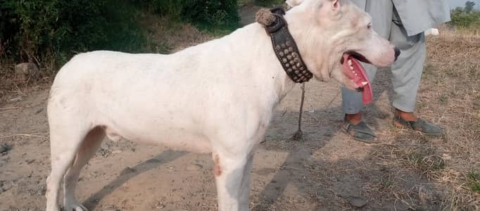 Ya Dog ma Sell Karna Chahta Hu No:03156062117