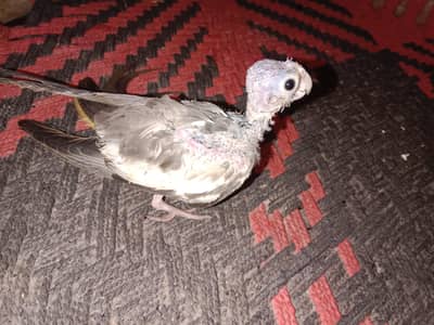 Cocktail grey baby 2