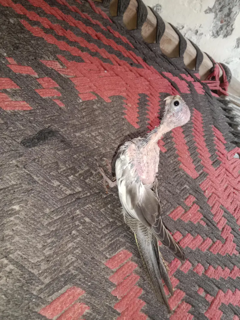 Cocktail grey baby 2 — photo 2