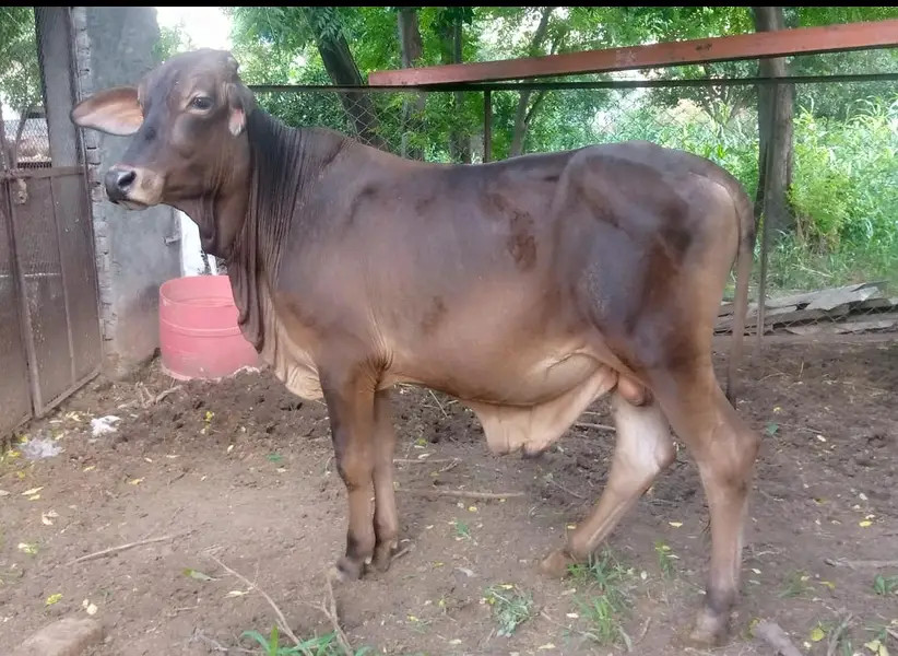 cattles