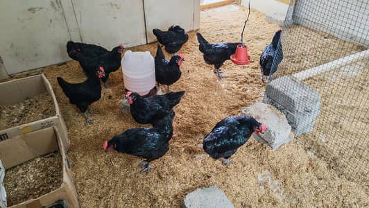 Lohman Black Hen