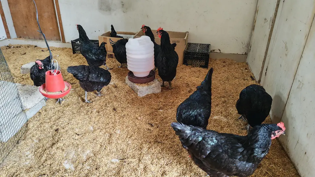 Lohman Black Hen — photo 2