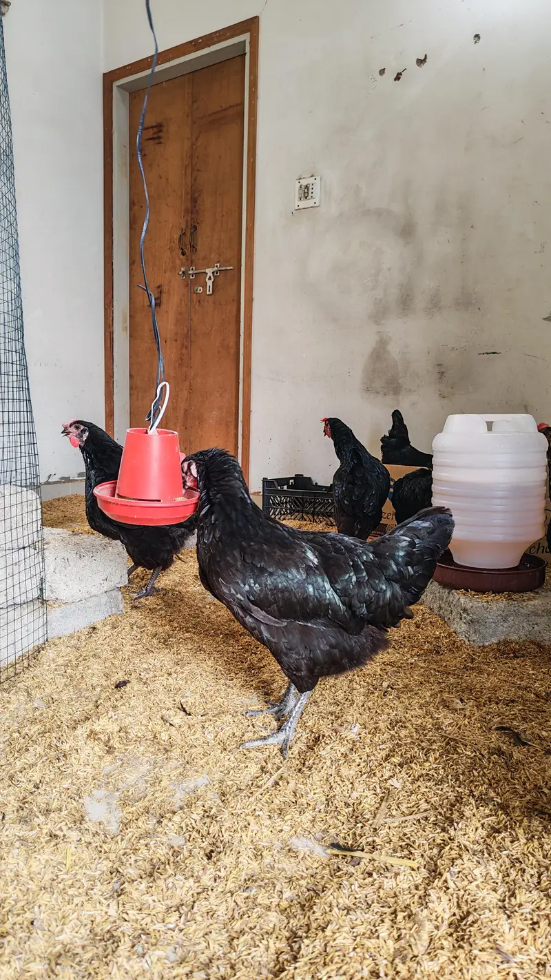 Lohman Black Hen — photo 3