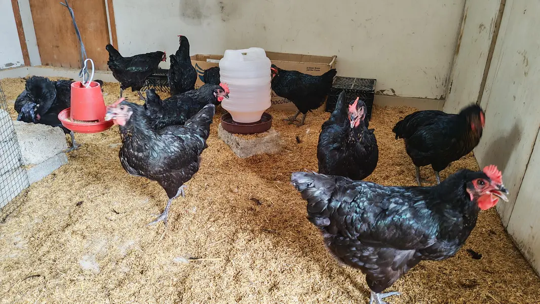 Lohman Black Hen — photo 4