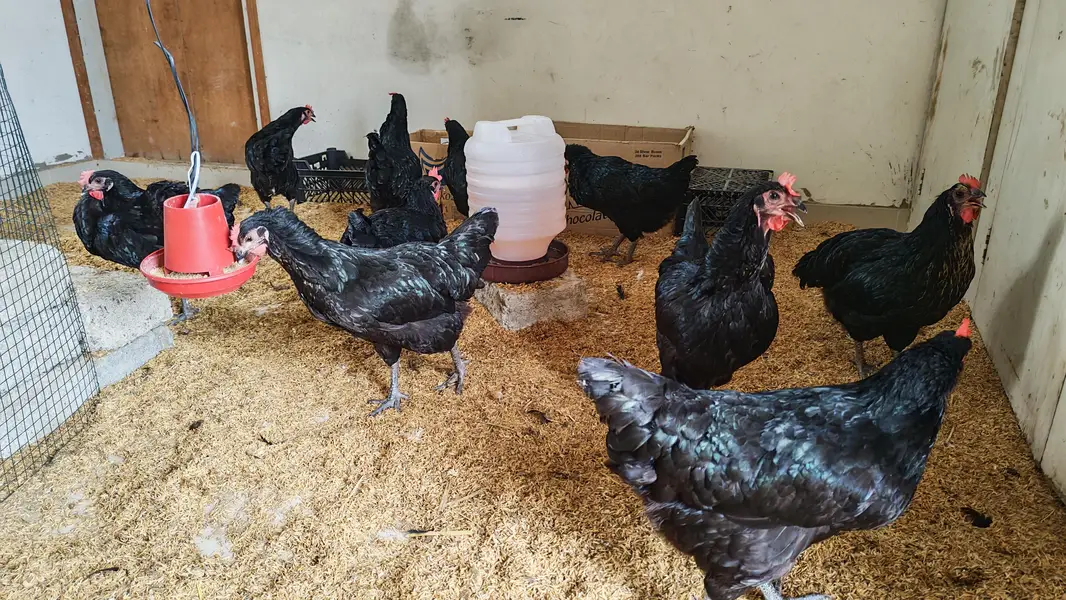 Lohman Black Hen — photo 5