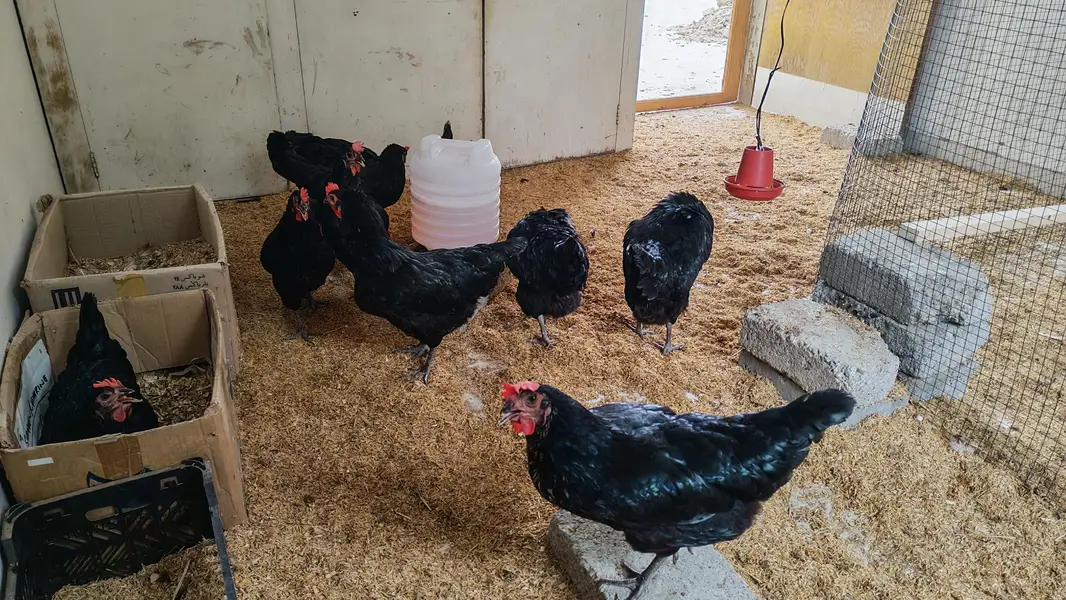 Lohman Black Hen — photo 6