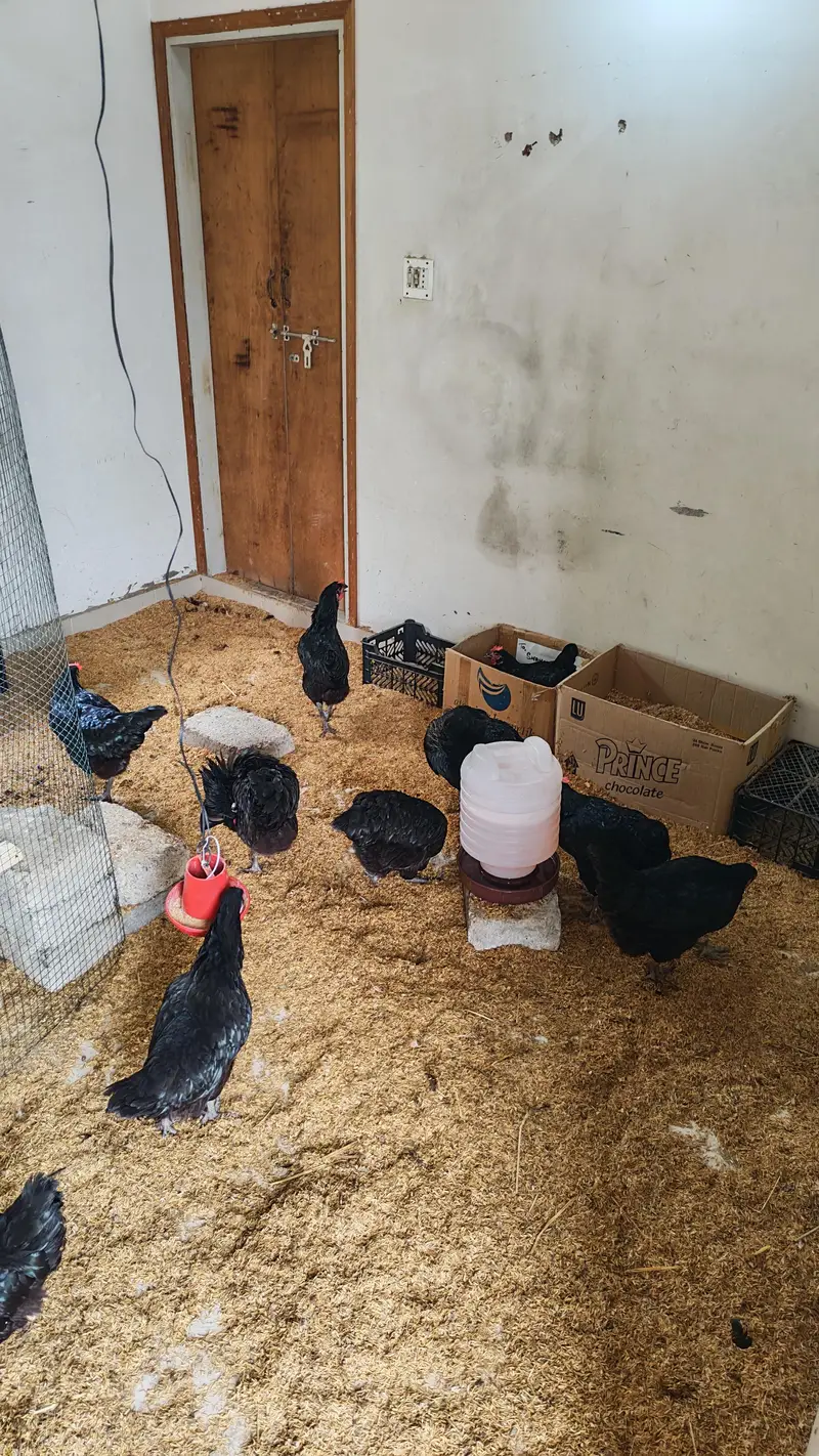 Lohman Black Hen — photo 7