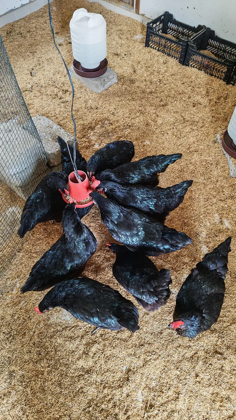 Lohman Black Hen — photo 8