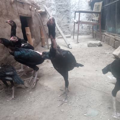 pure Aseel muskha pathay/ chicks